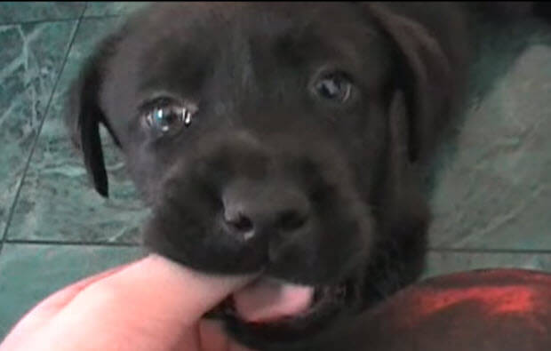 labrador retriever dog puppy playig