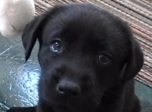 labrador retriever dog puppy playig