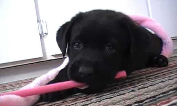 labrador retriever dog puppy playig