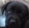 labrador retriever dog puppy playig