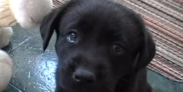 labrador retriever dog puppy playig