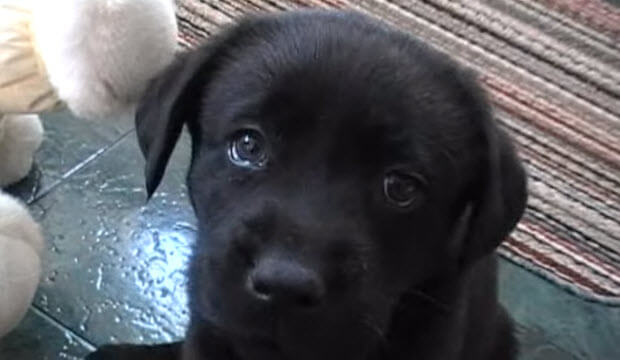 labrador retriever dog puppy playig