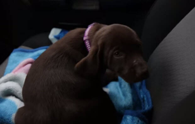 labrador retriever puppy gift