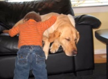 labrador retriever a true friend to this baby