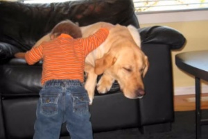 labrador retriever a true friend to this baby