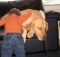 labrador retriever a true friend to this baby