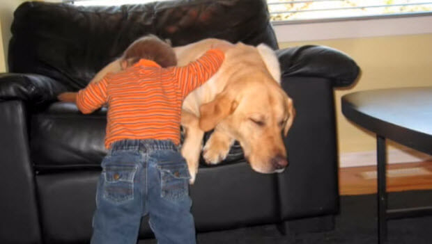 labrador retriever a true friend to this baby