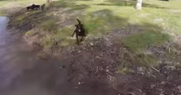 labrador-retriver-attacks-drone