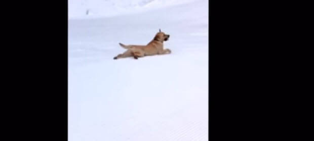 labrador-sliding-on-tummy