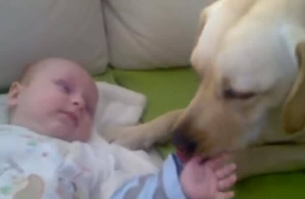  labrador with new born baby