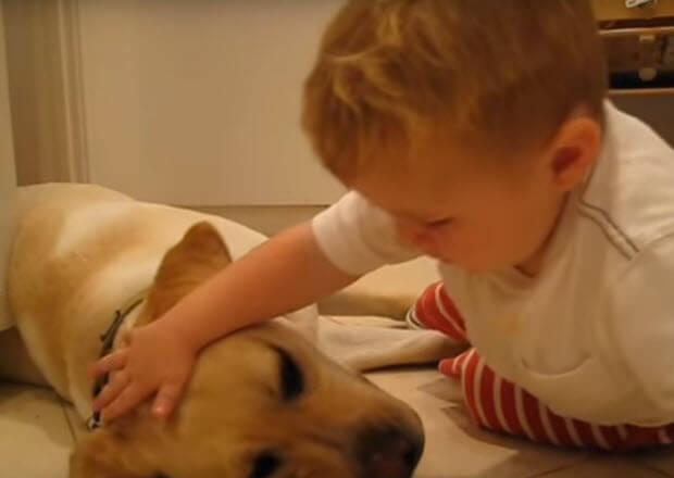 little boy with his labrador dog