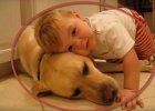 boy loves labrador dog