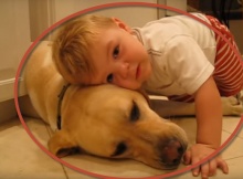 boy loves labrador dog