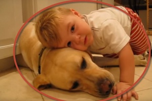 boy loves labrador dog