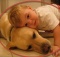 boy loves labrador dog