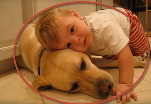 boy loves labrador dog