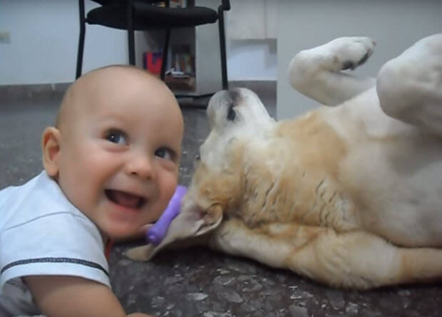 old lab with tiny baby