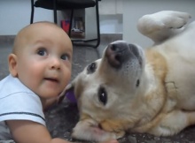 old lab with tiny baby