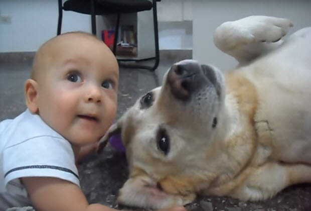 old lab with tiny baby