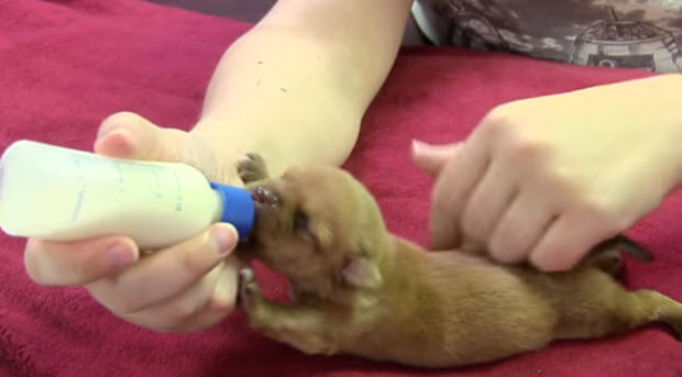 puppies being fed