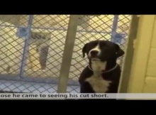 dog flips