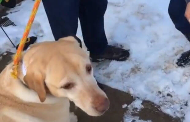 ten-labradors-saved-1