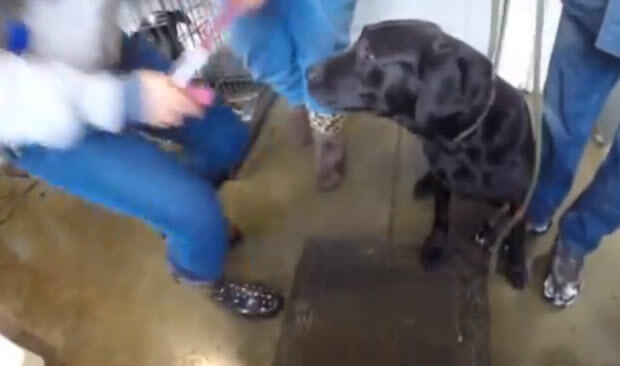 ten-labradors-saved-2