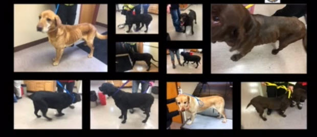 ten-labradors-saved