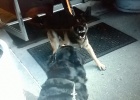 German Shepherd Saw Rottweilers