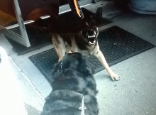 German Shepherd Saw Rottweilers