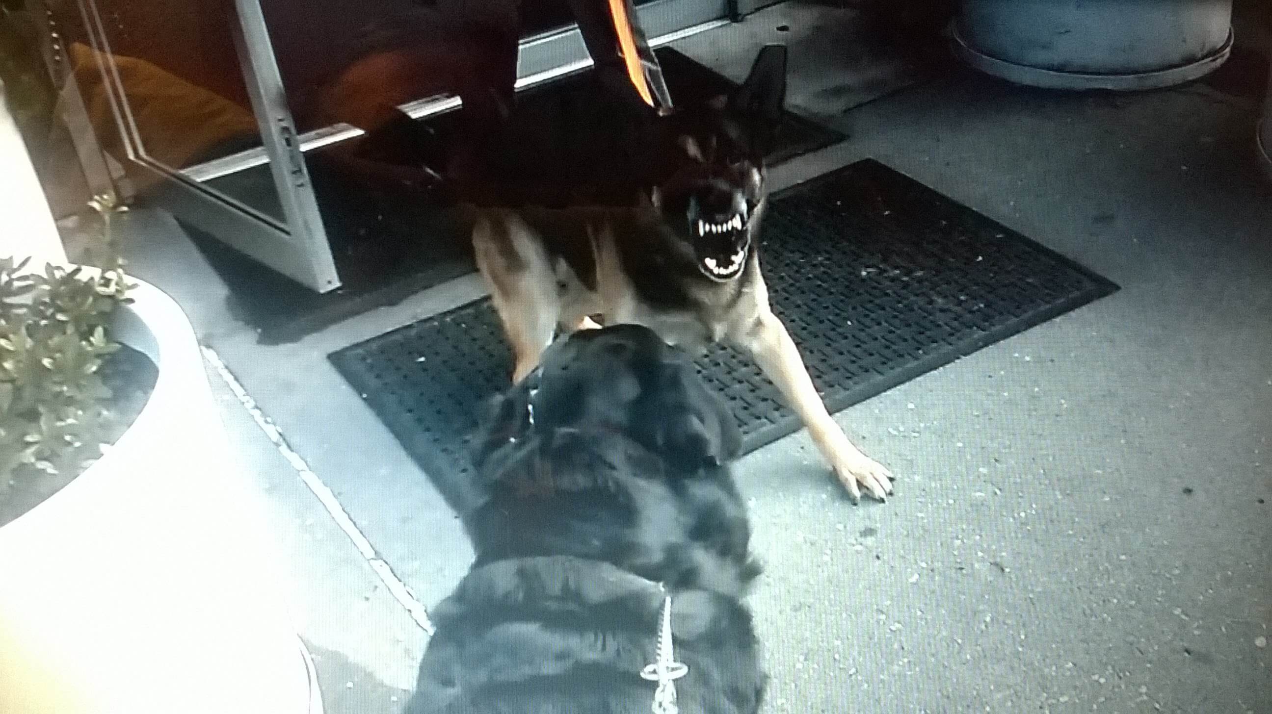 German Shepherd Saw Rottweilers