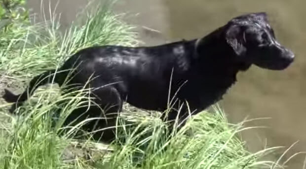 two black labrador retrievers swimming
