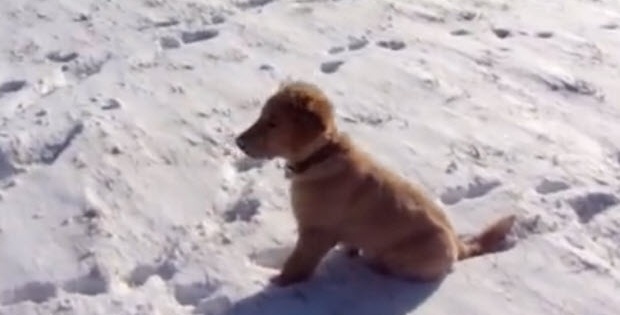 two-labrador-retriever-puppies