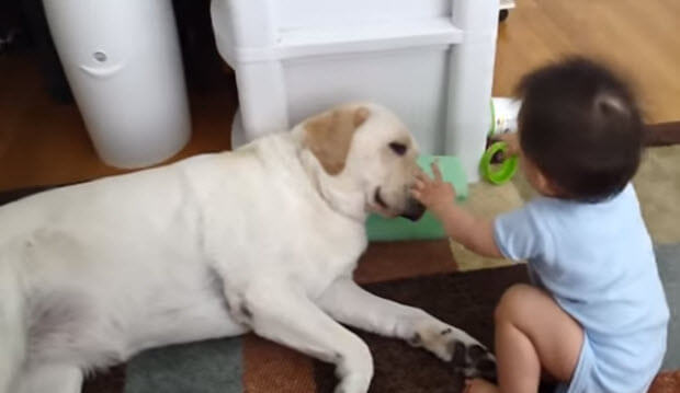well trained labrador retriever with baby