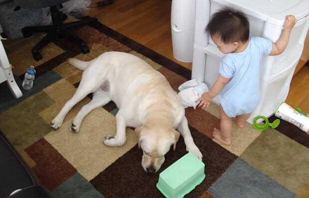 well trained labrador retriever with baby