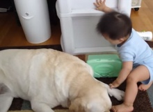 well trained labrador retriever with baby