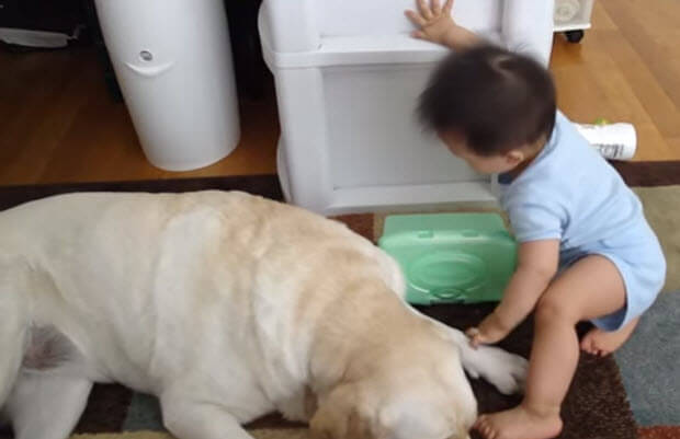 well trained labrador retriever with baby