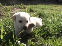 white lab puppy