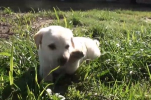 white lab puppy