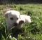 white lab puppy