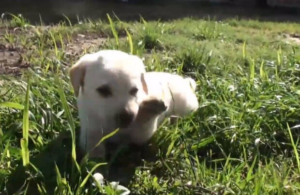 white lab puppy