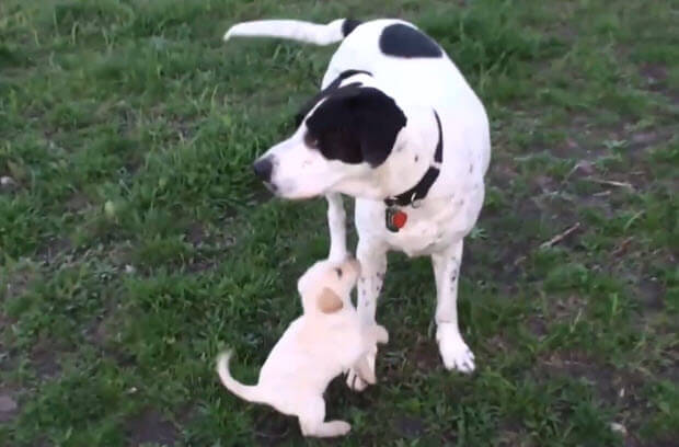 white lab puppy