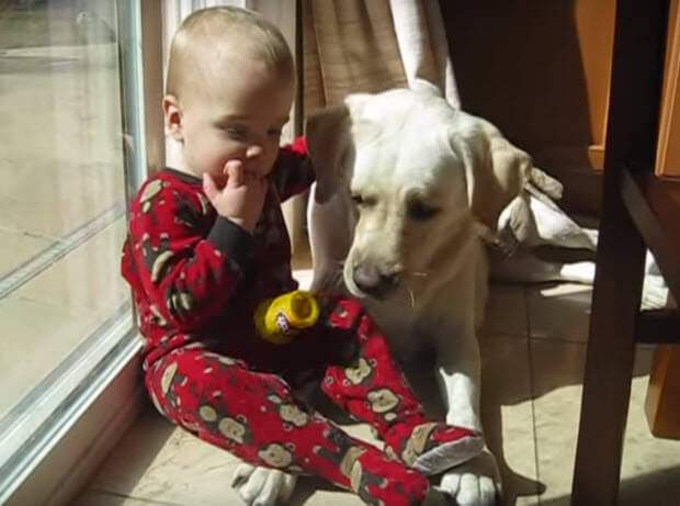 white-lab-with-baby