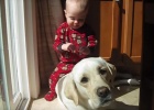 white-lab-with-baby