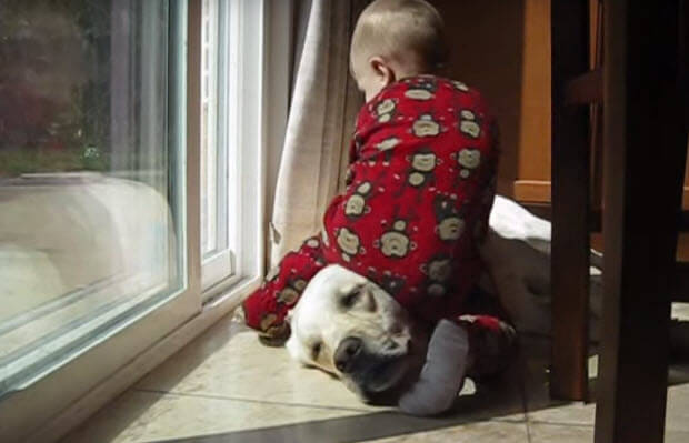 white-lab-with-baby