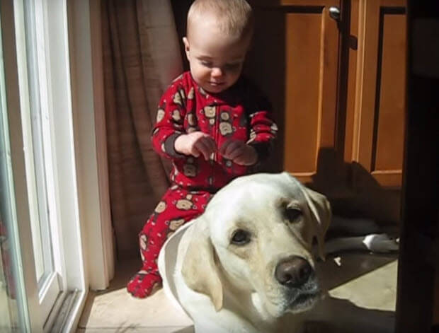 white-lab-with-baby