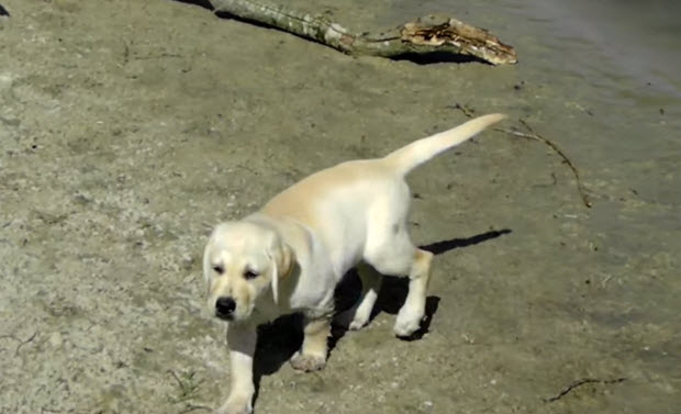 white-labrador-dog-puppies-2