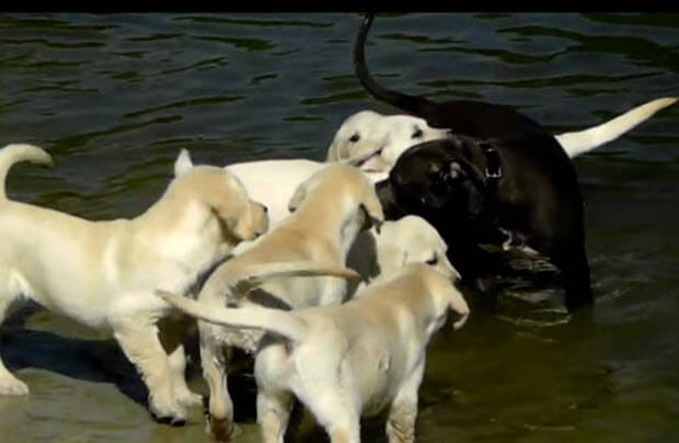 white-labrador-dog-puppies-3