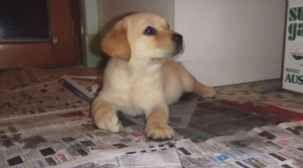 yellow-lab-puppy-first-week-home