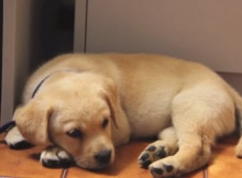 yellow-lab-puppy-first-week-home